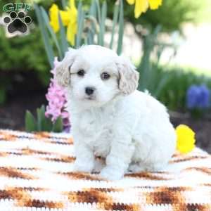 Duke, Cavachon Puppy